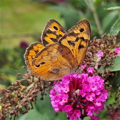 Heteronympha merope (Common Brown Butterfly) at Braidwood, NSW - 19 Dec 2024 by MatthewFrawley