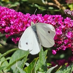 Pieris rapae (Cabbage White) at Braidwood, NSW - 19 Dec 2024 by MatthewFrawley