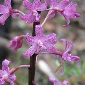 Dipodium roseum at Hill Top, NSW - 18 Dec 2024