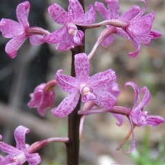 Dipodium roseum at Hill Top, NSW - suppressed