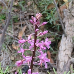 Dipodium roseum at Hill Top, NSW - 18 Dec 2024