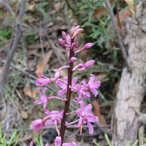 Dipodium roseum at Hill Top, NSW - suppressed