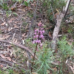 Dipodium roseum at Hill Top, NSW - suppressed