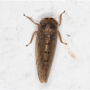 Cicadellidae (family) at Melba, ACT by kasiaaus