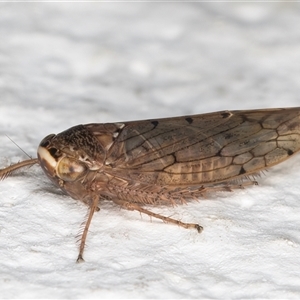 Deltocephalinae sp. (sub-family) at Melba, ACT - 16 Dec 2024