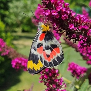 Delias harpalyce (Imperial Jezebel) at Braidwood, NSW by MatthewFrawley