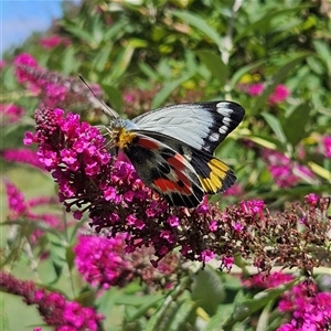 Delias harpalyce at Braidwood, NSW - 19 Dec 2024 03:30 PM