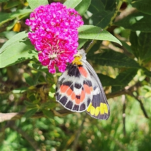 Delias harpalyce at Braidwood, NSW - 19 Dec 2024 03:30 PM