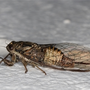 Yoyetta celis (Silver Princess Cicada) at Melba, ACT by kasiaaus