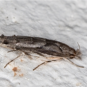 Leptozestis and Trachydora (genera) at Melba, ACT - 16 Dec 2024 11:02 PM