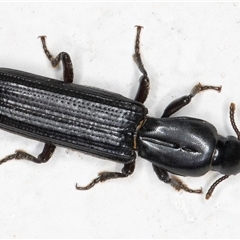 Deretaphrus sp. (genus) (A dry bark beetle) at Melba, ACT - 16 Dec 2024 by kasiaaus