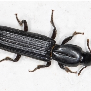 Deretaphrus sp. (genus) (A dry bark beetle) at Melba, ACT by kasiaaus