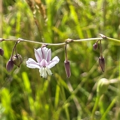 Arthropodium milleflorum (Vanilla Lily) at Grabben Gullen, NSW - 18 Dec 2024 by JaneR