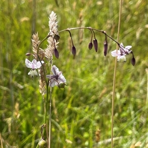 Arthropodium milleflorum at Grabben Gullen, NSW - 18 Dec 2024 03:36 PM