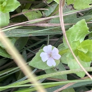 Gratiola peruviana (Australian Brooklime) at Grabben Gullen, NSW by JaneR