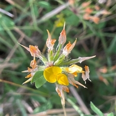 Lotus uliginosus (Birds-foot Trefoil) at Grabben Gullen, NSW - 18 Dec 2024 by JaneR