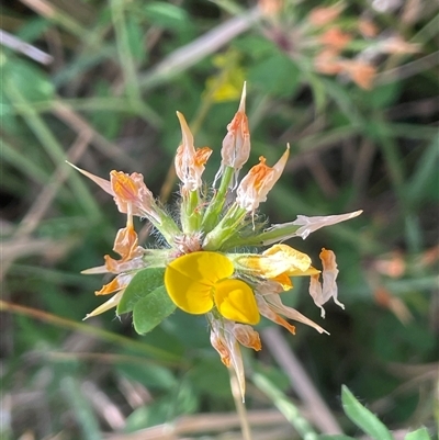 Lotus uliginosus (Birds-foot Trefoil) at Grabben Gullen, NSW - 18 Dec 2024 by JaneR