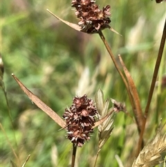 Luzula ovata (Pyramid Woodrush) at Grabben Gullen, NSW - 18 Dec 2024 by JaneR