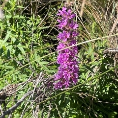 Lythrum salicaria (Purple Loosestrife) at Grabben Gullen, NSW - 18 Dec 2024 by JaneR