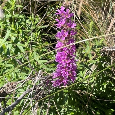 Lythrum salicaria (Purple Loosestrife) at Grabben Gullen, NSW - 18 Dec 2024 by JaneR