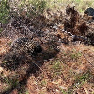 Tachyglossus aculeatus at Tralee, NSW - 18 Dec 2024 01:44 PM