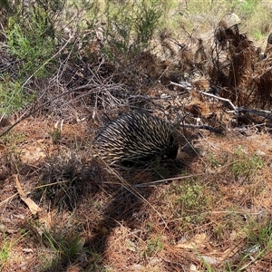 Tachyglossus aculeatus at Tralee, NSW - 18 Dec 2024 01:44 PM