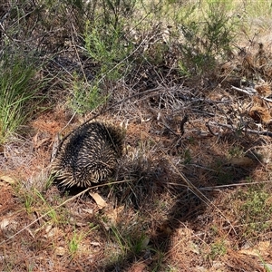 Tachyglossus aculeatus at Tralee, NSW - 18 Dec 2024 01:44 PM