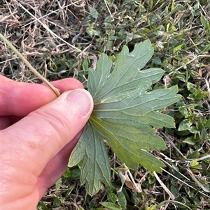 Geranium gardneri at Kangaroo Valley, NSW - suppressed