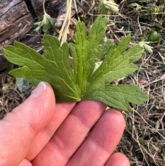 Geranium gardneri at Kangaroo Valley, NSW - suppressed