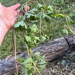 Geranium gardneri at Kangaroo Valley, NSW - suppressed