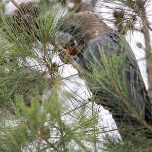 Calyptorhynchus lathami lathami at Mittagong, NSW - suppressed