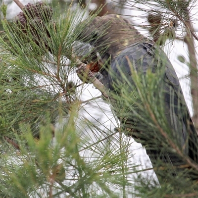 Calyptorhynchus lathami lathami (Glossy Black-Cockatoo) at Mittagong, NSW - 13 Feb 2021 by GITM3