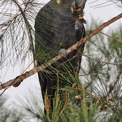 Calyptorhynchus lathami lathami at Mittagong, NSW - suppressed