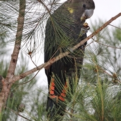 Calyptorhynchus lathami lathami at Mittagong, NSW - suppressed