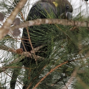 Calyptorhynchus lathami lathami at Mittagong, NSW - suppressed