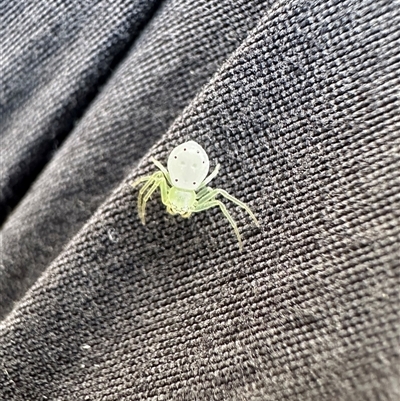 Thomisidae (family) (Unidentified Crab spider or Flower spider) at Kangaroo Valley, NSW - 19 Dec 2024 by lbradley