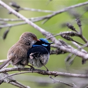 Malurus cyaneus (Superb Fairywren) at McKellar, ACT by AlisonMilton