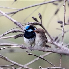 Malurus cyaneus at McKellar, ACT - 11 Nov 2024