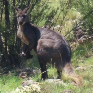 Osphranter robustus robustus at Strathnairn, ACT - 19 Dec 2024