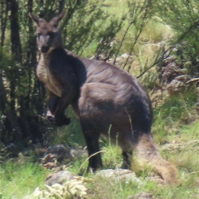 Osphranter robustus robustus (Eastern Wallaroo) at Strathnairn, ACT - 19 Dec 2024 by RobParnell