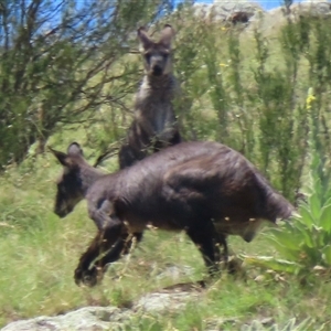 Osphranter robustus robustus at Strathnairn, ACT - 19 Dec 2024