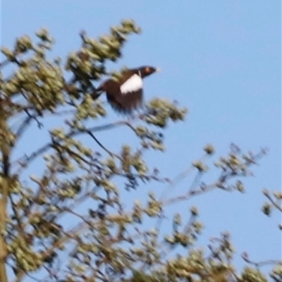 Acridotheres tristis (Common Myna) at Narrabri, NSW - 19 Dec 2024 by JimL