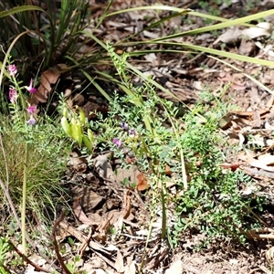 Swainsona sp. at Kaputar, NSW by JimL