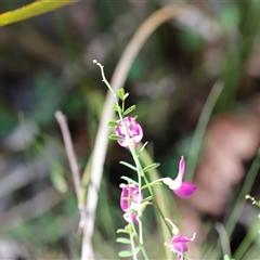 Vicia sativa at Kaputar, NSW - 19 Dec 2024 03:16 PM