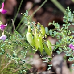 Vicia sativa at Kaputar, NSW - 19 Dec 2024 03:16 PM