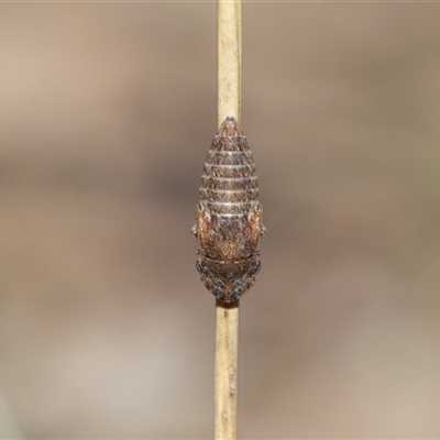 Platybrachys sp. (genus) at Fraser, ACT - 19 Nov 2024 by AlisonMilton