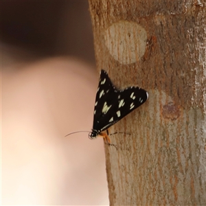 Cruria donowani at Kaputar, NSW by JimL