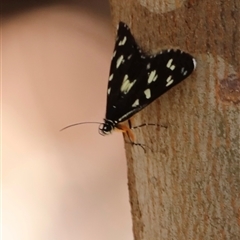 Cruria donowani at Kaputar, NSW - 19 Dec 2024 03:17 PM