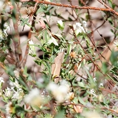 Goniaea australasiae (Gumleaf grasshopper) at Kaputar, NSW - 19 Dec 2024 by JimL