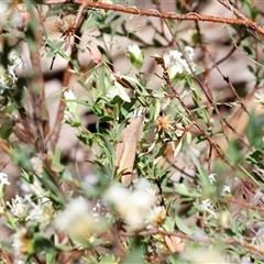 Goniaea australasiae (Gumleaf grasshopper) at Kaputar, NSW - 19 Dec 2024 by JimL